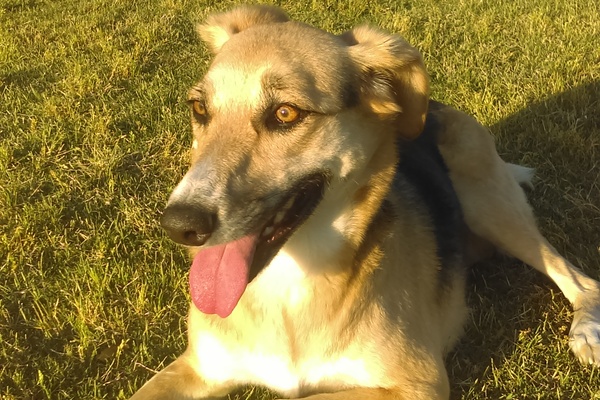 Mudanzas Cali - Pasto con una mascota.